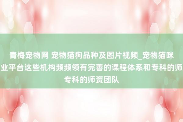 青梅宠物网 宠物猫狗品种及图片视频_宠物猫咪狗狗专业平台这些机构频频领有完善的课程体系和专科的师资团队
